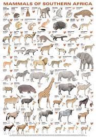 In honour of endangered species day, we have listed five species of magnificent animals of africa that are heartbreakingly listed as endangered species. Africa Animals Animals Wild African Animals