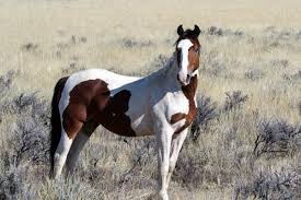 Maybe you would like to learn more about one of these? 40 Native American Mythological Names For American Horses Pethelpful