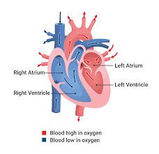 What Is Cardiac Arrhythmia Types Causes Diagnosis