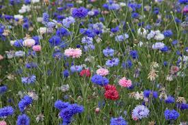 Corn Flower Meadow Flowers Uk Summer Flowering Bulbs Flowers