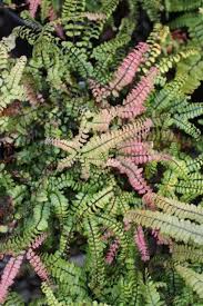 Image result for Adiantum hispidulum