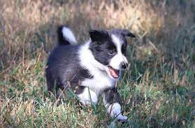 Good Breeder Czechmate Border Collies Border Collie Collie Border Collie Puppies