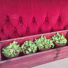 Image result for Piaranthus atrosanguineus