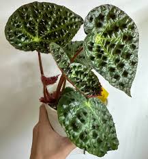 Image result for Berkheya ferox