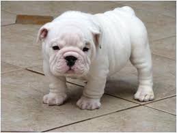 2021 satilik english bulldog fiyatlari panosundaki pin