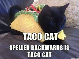Taco Cat Taco Cat Cat Memes Cats