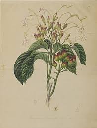 Image result for Clerodendrum tricholobum