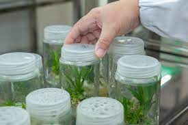 Keberhasilan kultur jaringan dipengaruhi oleh keberhasilan sterilisasi eksplan dan ruangan, tahapan ini merupakan tahapan. Sterile Plant Tissue Culture Requirements Environments Chemicals Garments