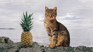 Can cats eat pineapple leaves. Can Cats Eat Pineapple How To Serve Pineapple To Cats Petmoo