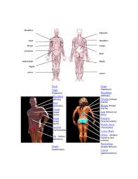 Build muscle, lose fat & stay motivated. Muscle Chart Inspired By Julie Personal Training