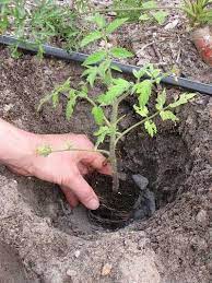 Using Wood Ash In The Garden