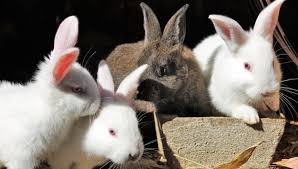 Read more about the painting's subject and history. In Mona Awad S Bunny Your Mfa Won T Save You Tor Nightfire