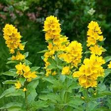 Quadrifolia, terrestris, ciliata and lanceolata). Yellow Loosestrife Care