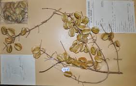 Image result for Combretum paniculatum