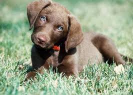 The chesapeake is one fine dog breed. Chesapeake Bay Retriever Puppy Greeting Card For Sale By William H Mullins
