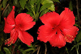 Image result for Hibiscus