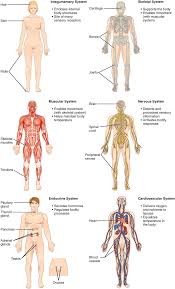 Every organ system is grouped together to attempt to move from the macro level (full picture) to the micro level (individual tissues). 5 1 Organs And Systems Of The Human Organism Medicine Libretexts