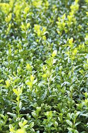 I was just wondering if the leaves that turned yellow over the winter on the winter gem boxwood shrubs we planted last fall will turn green once we receive warmer weather later this spring? Boxwood Water Requirements Tips On Watering A Boxwood Shrub