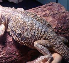 Definitive guide to bearded dragon health insurance: Bearded Dragon Yellow Fungus