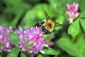 Click the in the picture to watch the video 2. Pollination Is Better In Cities Than In The Countryside Eurekalert Science News