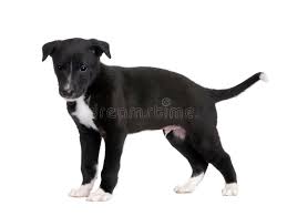 Maybe you would like to learn more about one of these? Greyhound Puppy 6 Weeks Stock Photo Image Of Whelp 7509576