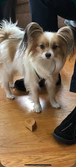 Jedi Nina S 2yr Old Mani Papillon Dog Cute Animals Animals