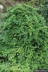 Image result for Polystachya pamelae