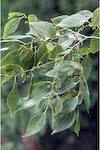 Image result for Celtis tetrandra