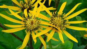 Image result for Lellingeria oosora