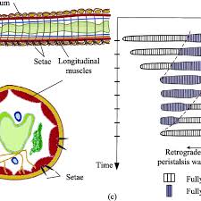 Schematic Illustrations Of An Earthworm S Morphology Structure And Download Scientific Diagram