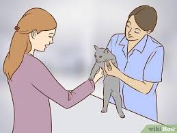 2 let the cats observe each other before they physically meet. 3 Ways To Referee Two Irritable Cats That Don T Get Along