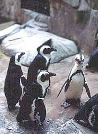 Since 1996, hotelstravel is the original source for kuala lumpur hotels and travel to malaysia since 1996. Penguins At Uwl Not First After All The Star
