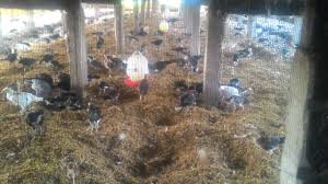 We did not find results for: Kandang Ayam Petelur Tumpangsari Dgn Ayam Kampung Youtube