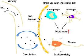 The term for a mixture of solid of these, particles less than 2.5 micrometers in diameter, also known as fine particles or pm2.5, pose the. Macrophages Treated With Particulate Matter Pm2 5 Induce Selective Neurotoxicity Through Glutaminase Mediated Glutamate Generation Liu 2015 Journal Of Neurochemistry Wiley Online Library