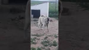 Sahibinden Ucretsiz Kafkas Coban Kopegi Video Klip Mp4 Mp3