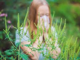Check spelling or type a new query. Ragweed Allergy Symptoms Treatment And Prevention