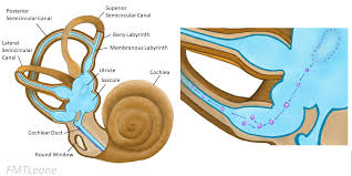These exercises will move the particles out of the semicircular canals of your inner ear to a place where they will not cause vertigo. Vertigo Causes Differential Diagnosis Management Teachmesurgery