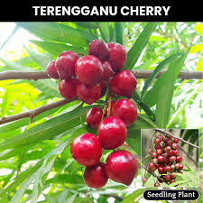 Image result for Lepisanthes