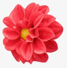 Please take your time to analytic all these, good luck for you. Bunga Dahlia Clipart Hd Png Download Transparent Png Image Pngitem