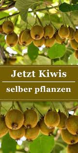 Kiwi Plant Plant Maintain Harvest Kiwi Kiwis Also Grow In Our Gardens Everything For Cultivation Mainten In 2020 Self Watering Planter Kiwi Greenhouse Gardening