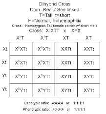 Hemophilia For The Second Sex Linked Trait Biological