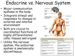 Ppt Endocrine System Powerpoint Presentation Free Download Id 1240403