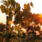 Twilight in the Vines