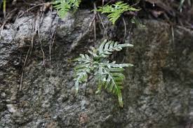 Image result for Aleuritopteris