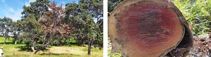 Maybe you would like to learn more about one of these? Rapid Ohia Death Rod And Treatment In Hawaii Arborjet