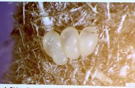 Snart har halvparten av alle hus skjeggkre. Kre Rot Og Renteeffekt Byggmesteren