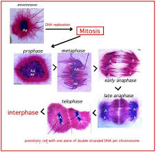 Gambarkan skema mitosis yang terjadi pada sel yang memiliki dua pasang kromosom. Biologi Gonzaga Skema Mitosis