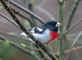 Small loon with scaled gray back and white underparts. Hd Wallpaper Black White And Red Bird On Brown Tree Branch Rose Breasted Grosbeak Rose Breasted Grosbeak Wallpaper Flare