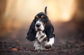 Image result for basset hound