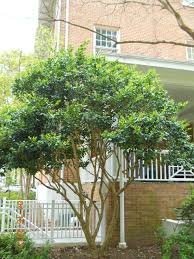 Pruning shrubs can help to stimulate new growth and thin out overgrown areas. Landscape Services University Of Mississippi